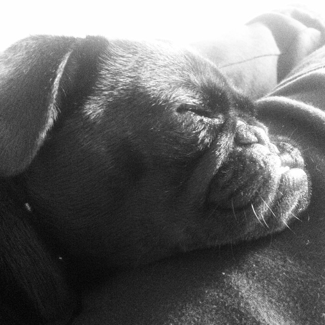 Lazy Sunday morning with this little idiot #pug Lazy Sunday morning with this little idiot #pug